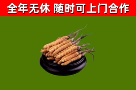 达州回收散虫草